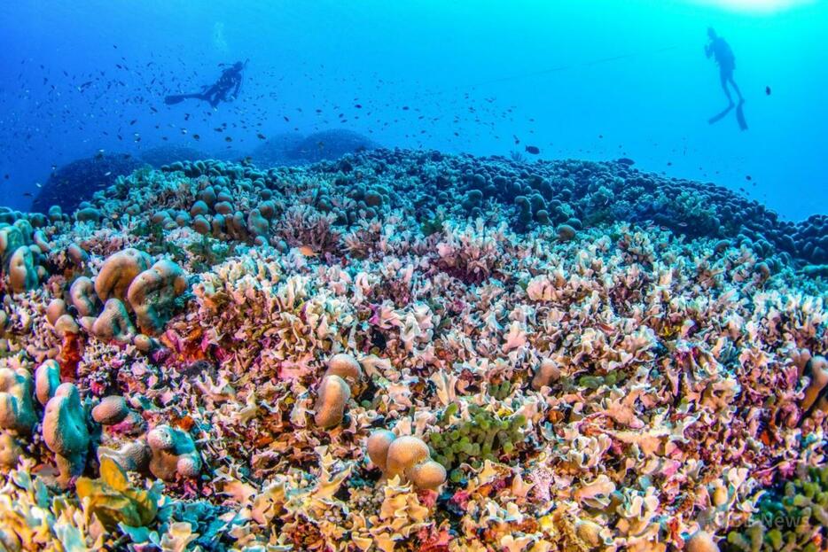 ソロモン諸島近海で、世界最大のサンゴの上を泳ぐダイバー（2024年10月24日撮影、11月14日公開）【翻訳編集】 AFPBB News