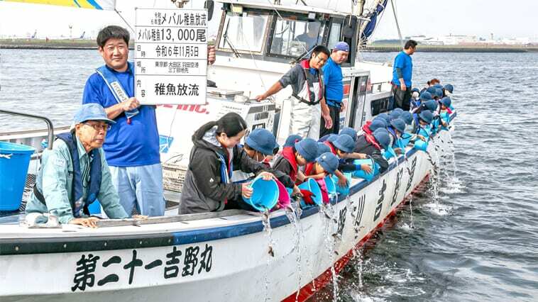 東京湾にメバルの稚魚を放流