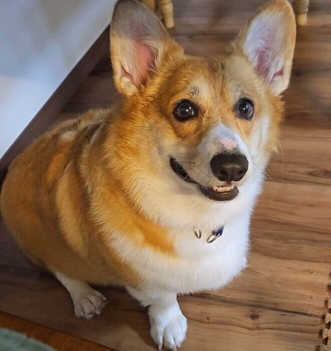 別の日の様子。飼い主さんの横にきて見つめる月姫ちゃんがいた