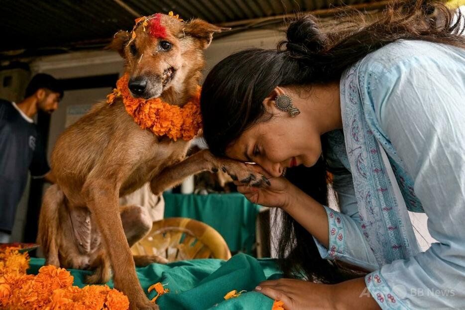 ネパール・カトマンズにある犬のケアセンターで祝われる、ヒンズー教の犬の祭り「ククル・ティハール」（2024年10月31日撮影）。【翻訳編集】 AFPBB News