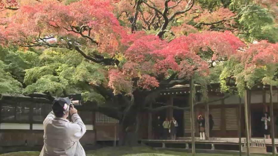 イロハカエデ(11日、福岡・糸島市、雷山千如寺大悲王院)