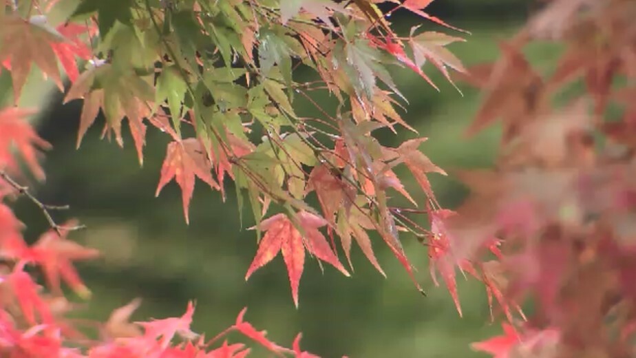 季節外れの暑さで「紅葉」に異変