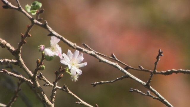 普門寺　真庭市田原山上　4日