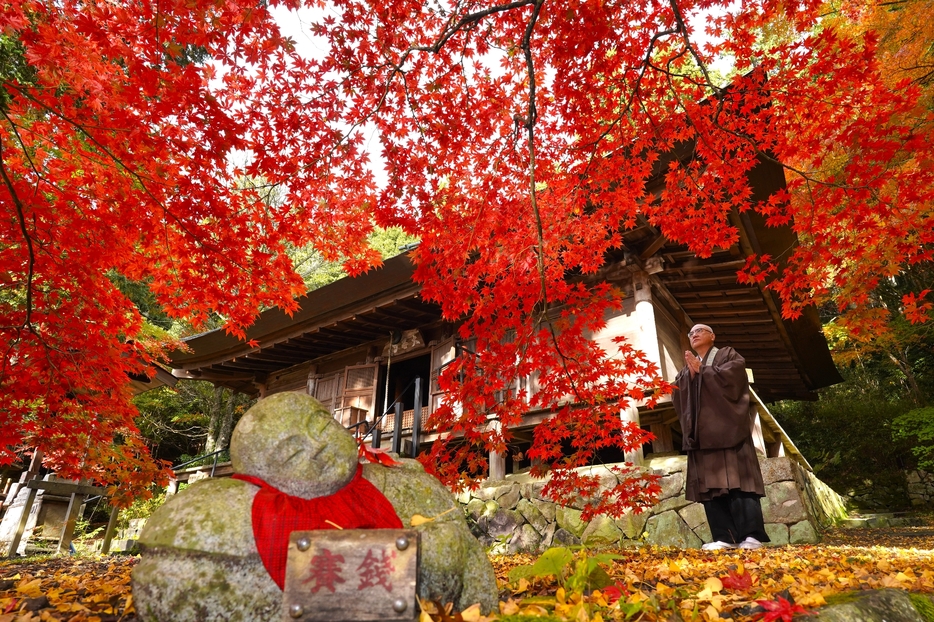 重要文化財の本堂を背景に、色鮮やかに色づいているオオモミジ＝2024年11月17 日午前9時3分、兵庫県丹波篠山市味間奥で