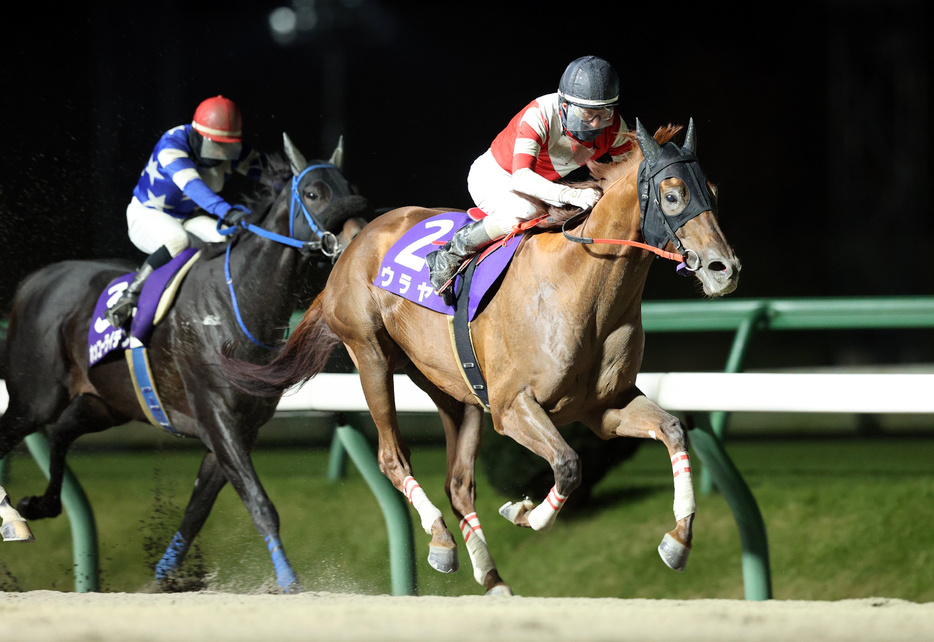 絆カップ・ウラヤと村上忍騎手 (C)岩手県競馬組合