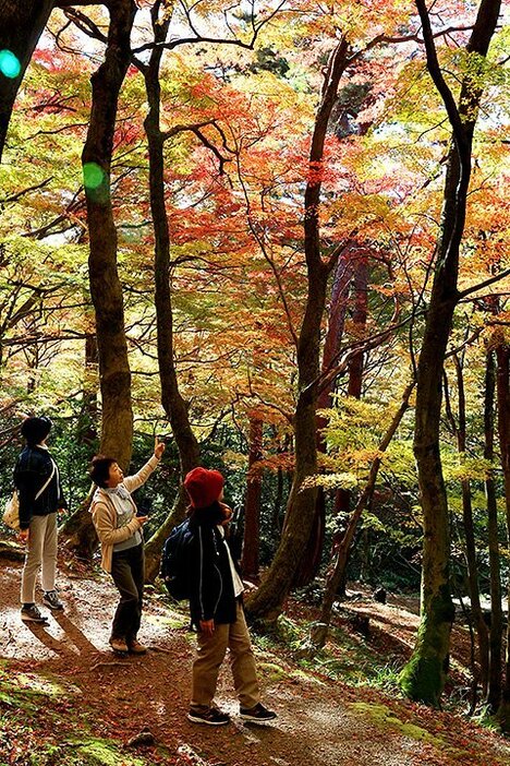 訪れた人は、紅葉に包まれたような園内で散策を楽しんだ