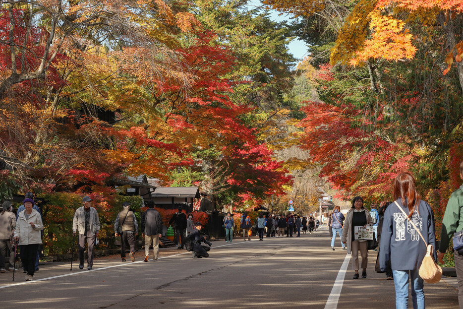 「みちのくの小京都」として知られる秋田県仙北市角館町で、紅葉が見頃を迎えている。「武家屋敷通り」が美しく色づき、多くの観光客が訪れて紅葉狩りを楽しんでいた。見頃は１週間程度続く見込みだという＝１４日