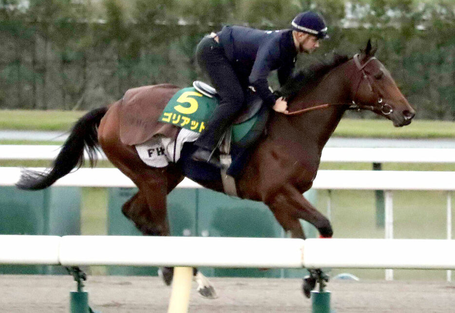 東京競馬場で調整するゴリアット