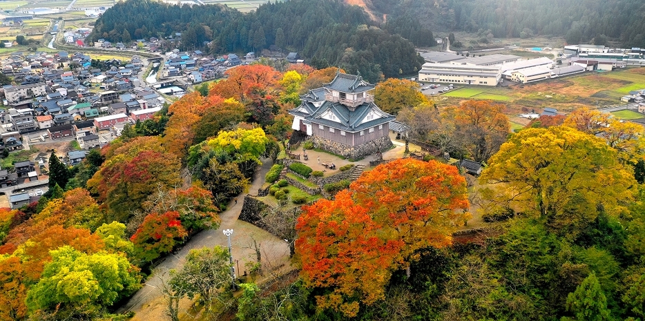 オレンジや黄に色づいた木々に包まれる越前大野城＝福井県大野市（日本空撮・小型無人機ドローンで撮影）