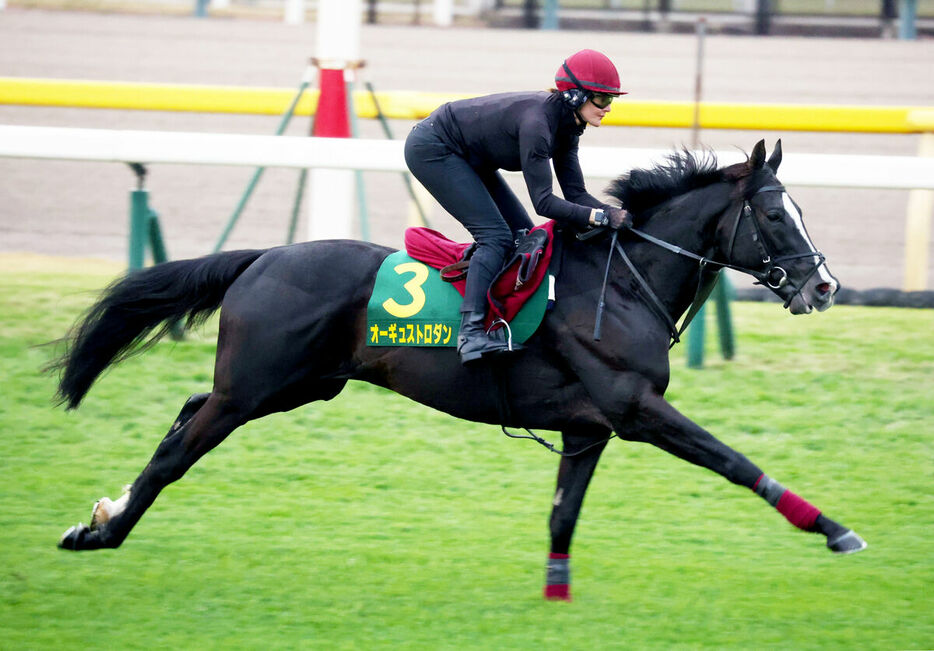 東京競馬場の芝コースを伸び伸び走ったオーギュストロダン（カメラ・池内雅彦）