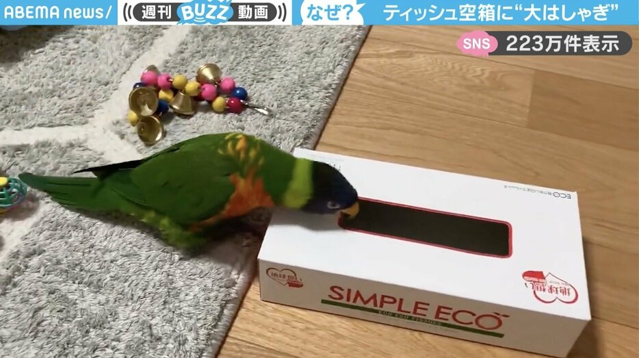 ゴシキセイガイインコのクーピーくん