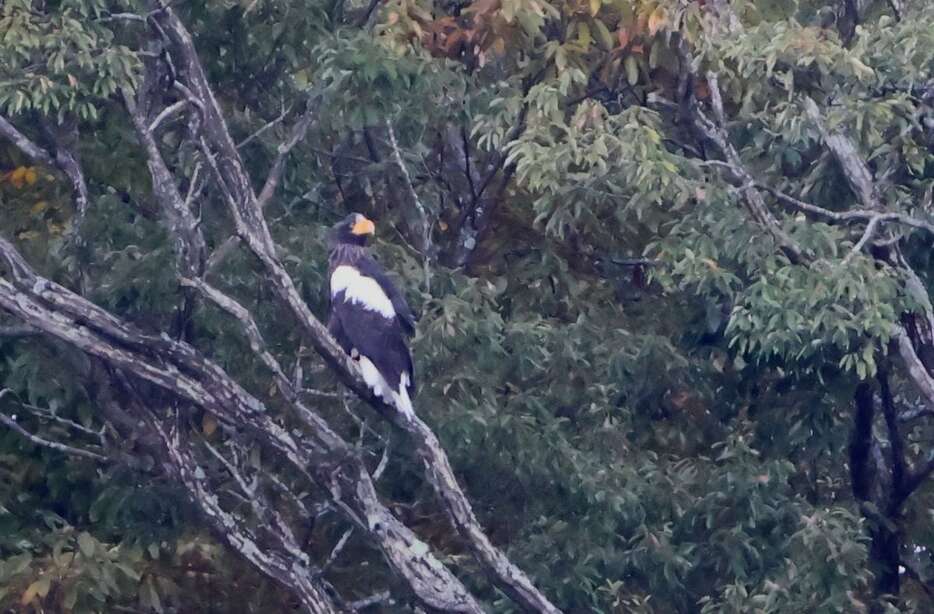 27季連続で渡来したオオワシ＝11月21日（湖北野鳥センター提供）