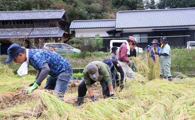 「いすゞ美人」の酒造りに使われる「瑞豊」を刈り取る「いすゞ美人復活委員会」メンバーら