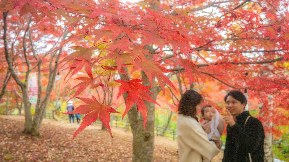 不習岳のもみじ園では紅葉が見頃を迎えている＝2日午前、八戸市南郷