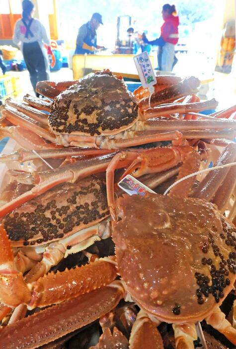 初競りに合わせて水揚げされた松葉ガニ＝６日午後、兵庫県新温泉町芦屋、浜坂漁港