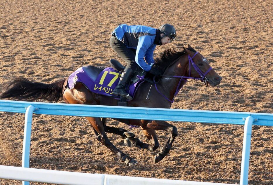 レイベリング＝美浦トレセン（撮影・塩浦孝明）