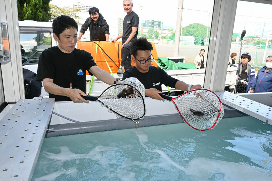 クエタマの稚魚を水槽に放つ関係者＝7日午後、静岡市駿河区の静岡ガス静岡支社