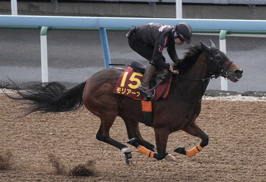 ウッドチップコースで追い切るモリアーナ（撮影・郡司修）