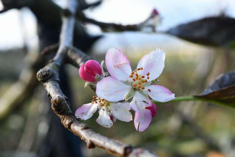 淡いピンク色の花を咲かせたリンゴの木＝山形県鶴岡市黒川で2024年11月11日午前8時44分、長南里香撮影