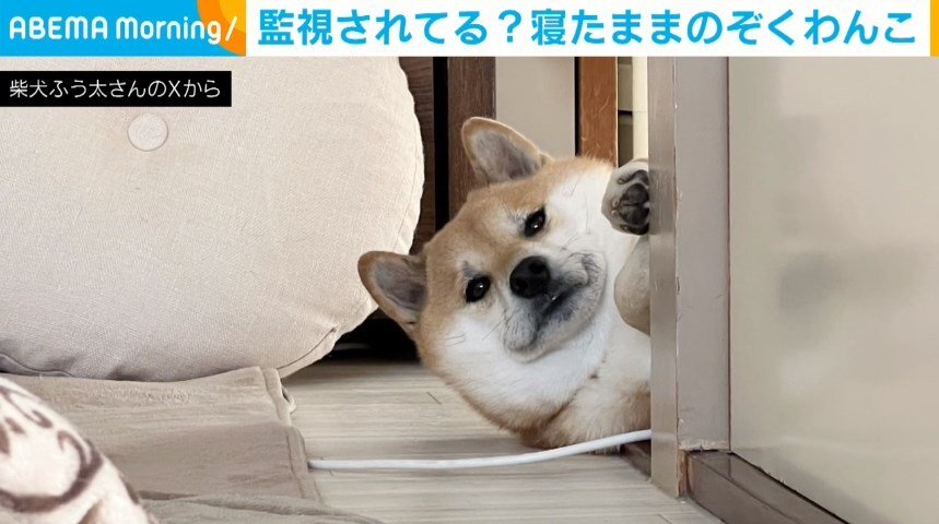 柴犬のふう太くん（3歳）