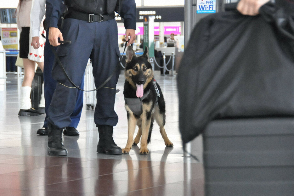 空港内でハンドラーと共に警戒に当たる警備犬「エル」＝愛知県常滑市の中部国際空港で2024年10月28日午後1時25分、田中理知撮影