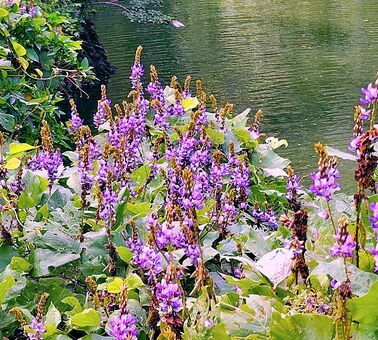 群生して開花しているタイワンクズ＝１０月１８日、名護市の真喜屋大川