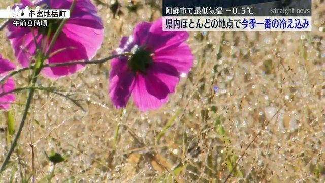 天草市宮地岳町(20日午前8時頃)