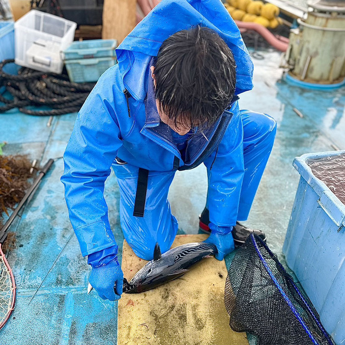 船上で柴田大将自ら魚の神経締めを行う様子。