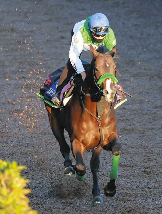 西村淳也を背に栗東坂路で追い切るエルトンバローズ