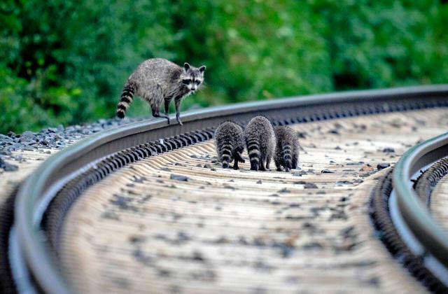 ドイツのフランクフルト近郊で2023年7月21日、鉄道のレールの上を移動するアライグマの親子=AP