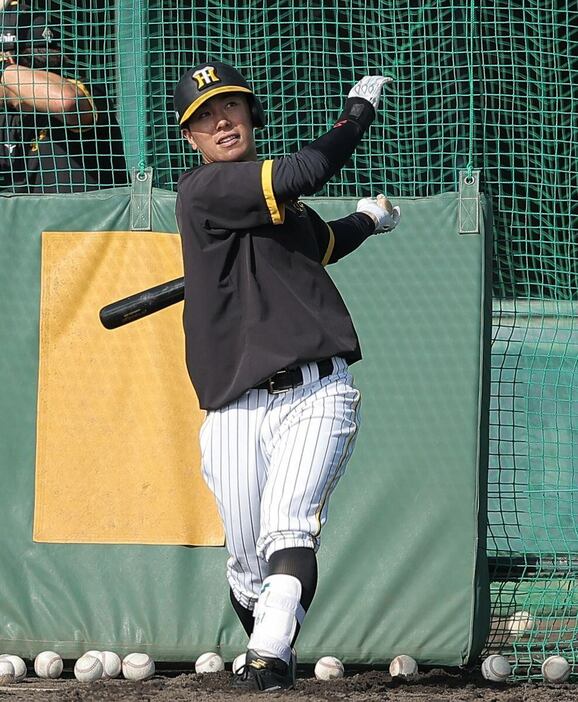 打撃練習に臨む阪神・豊田寛。藤川監督がキャンプMVPに選出した＝安芸市営球場（撮影・根本成）