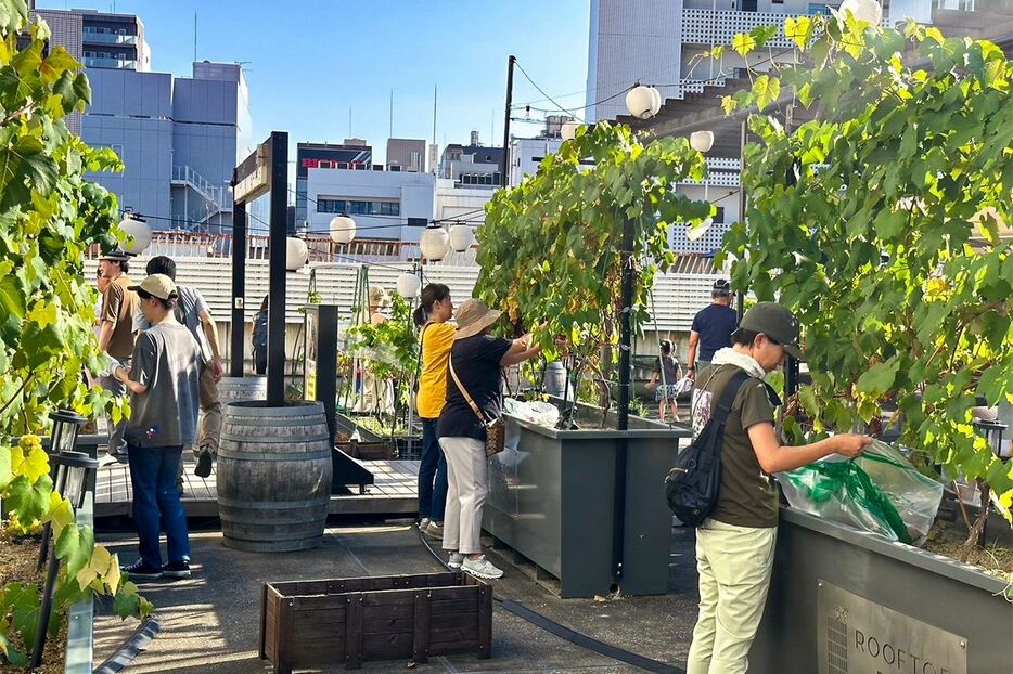 今年8月、スーパーの屋上で育てられたブドウを収穫した時の様子（深川ワイナリー東京提供）