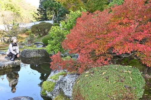 赤く染まったドウダンツツジを見る関係者＝島根県雲南市木次町平田、石照庭園