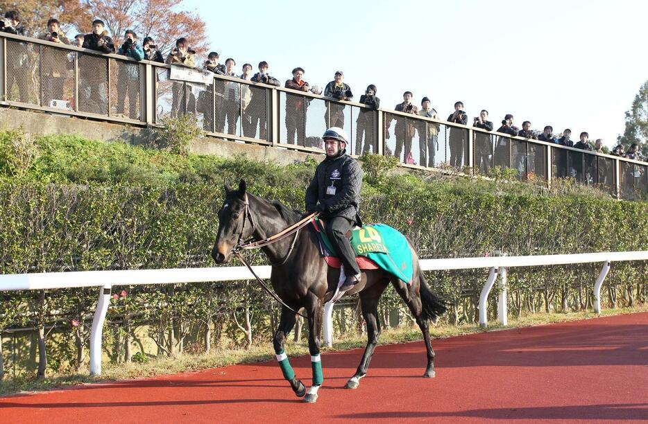 ジャパンCの公開調教で馬場入りするシャレータ（2011年11月24日撮影）