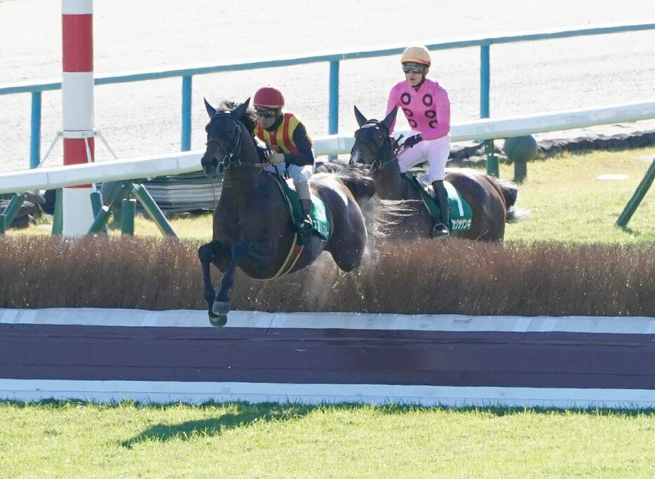 京都ジャンプSを制したスマイルスルー＝京都競馬場（撮影・榎本雅弘）