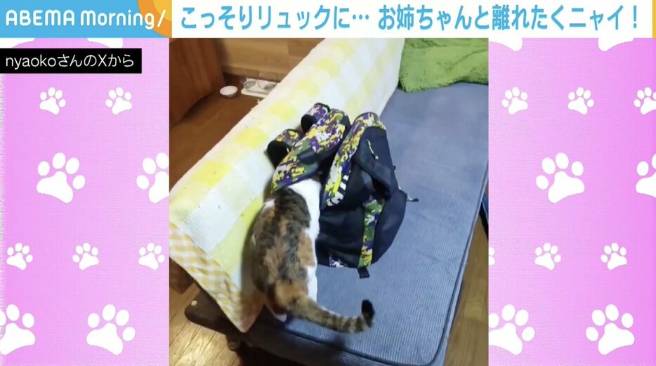 猫のテンちゃん（4歳）