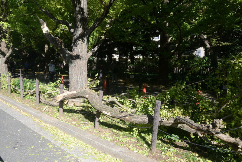 枝が折れた明治神宮外苑のイチョウ＝東京都港区で2024年11月7日午後0時2分、山下俊輔撮影