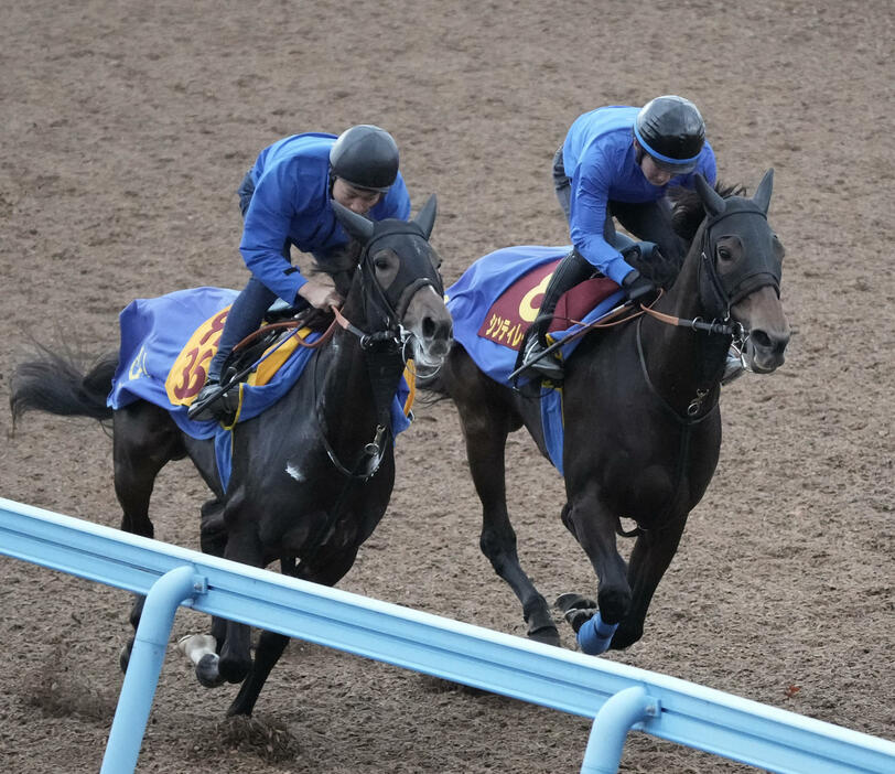 シンティレーション（右）はホウオウシェリーと併せて追い切る（撮影・柴田隆二）