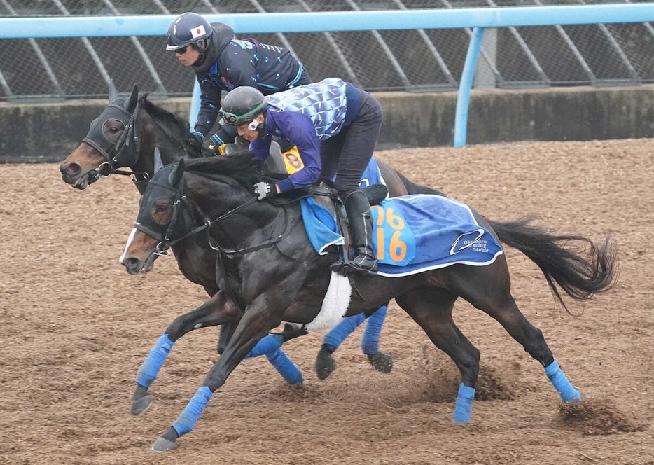 併せで追い切るマイネルケレリウス（手前）　（撮影・村上大輔）