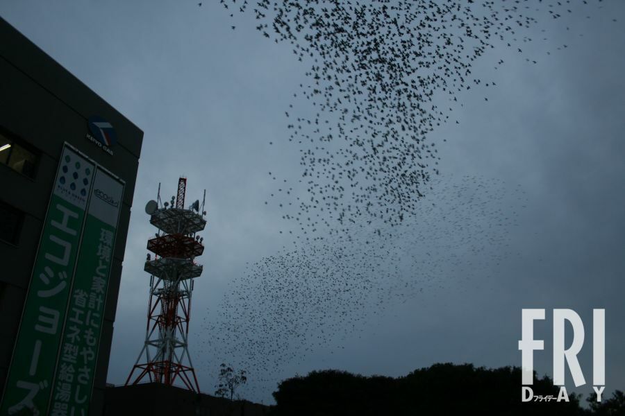 市川市原木で見られる、ねぐらへ向かうムクドリの群れ。千葉県の駅前にはケヤキ並木が多く、そのためムクドリが集まりやすくなっている（PHOTO：越川重治さん提供）