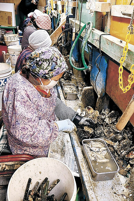 カキの殻から身を取り出す従業員＝１日午前７時２５分、七尾市中島町浜田