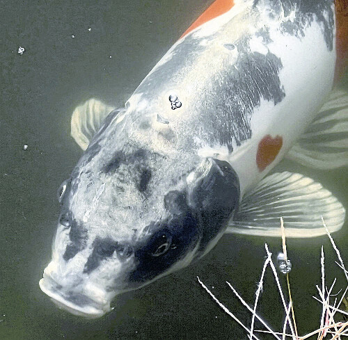 辻川山公園に出現した「人面魚」。胸びれ付近にはハートマークがある＝福崎町提供