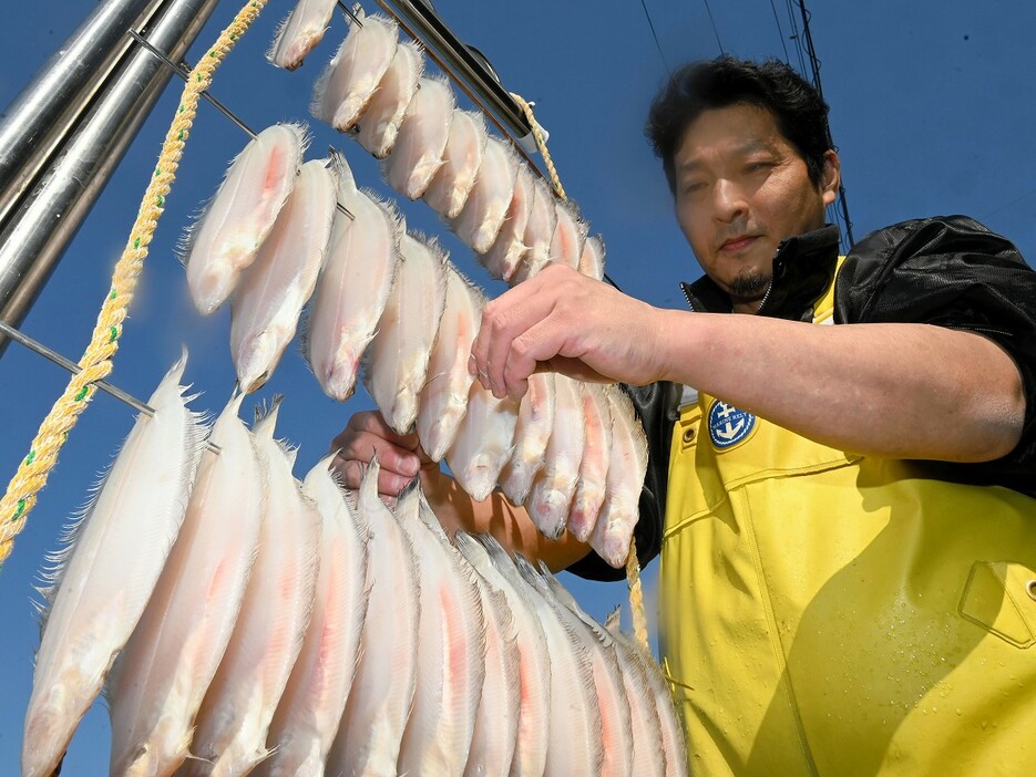 陽光の下で天日干しされる若狭かれい＝11月14日、福井県小浜市川崎2丁目の魚安商店