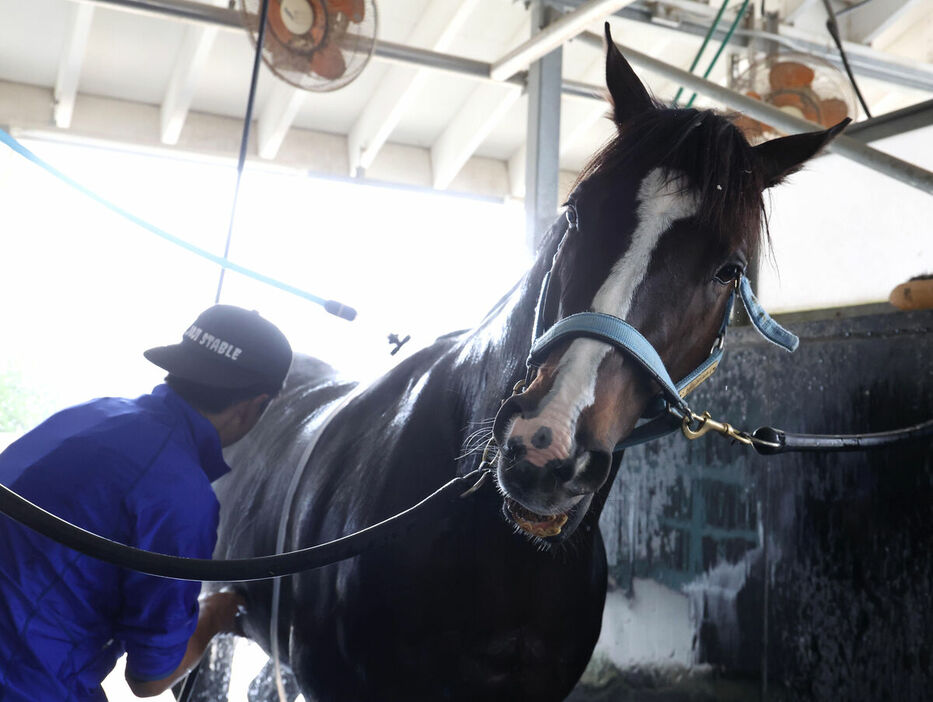 馬トク激走馬に算出されたソウルラッシュ