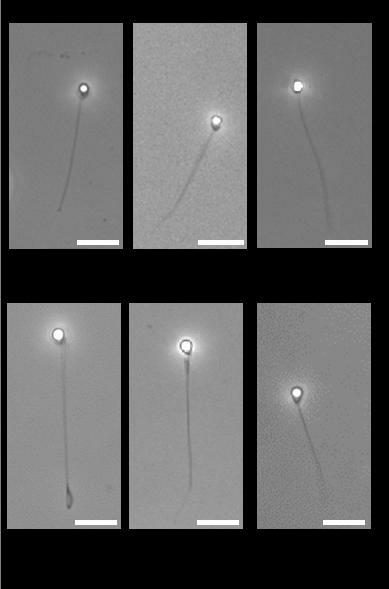 実験に使われた精子の画像（上段は左からメダカ、ティラピア、ニジマス、下段は左からキンギョ、ゼブラフィッシュ、ドジョウ）