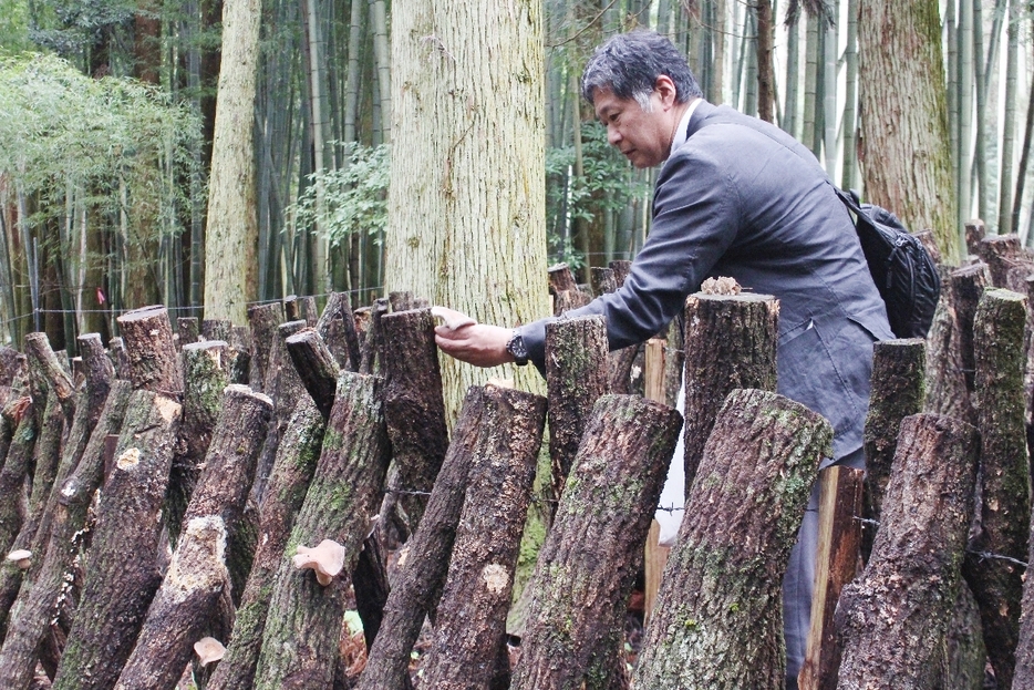 湧水で栽培されたシイタケ狩りを楽しむツアー参加者＝玖珠町山浦地区