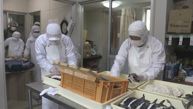 勝山市北谷町で冬の伝統保存食「鯖のなれずし」を仕込み中(7日午前9時)