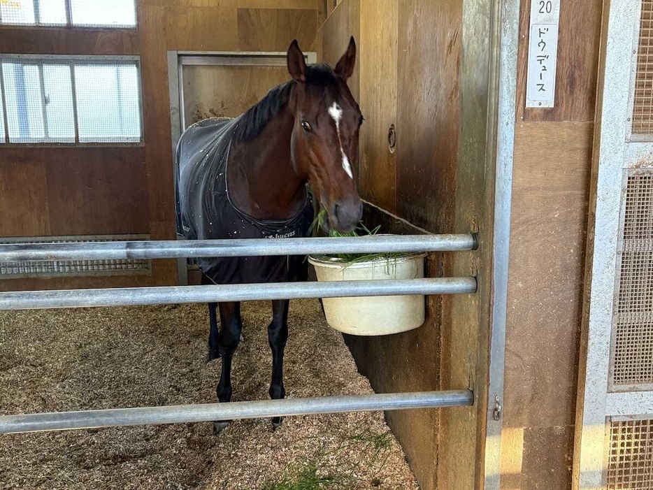 ジャパンCから一夜明けて厩舎で静養するドウデュース