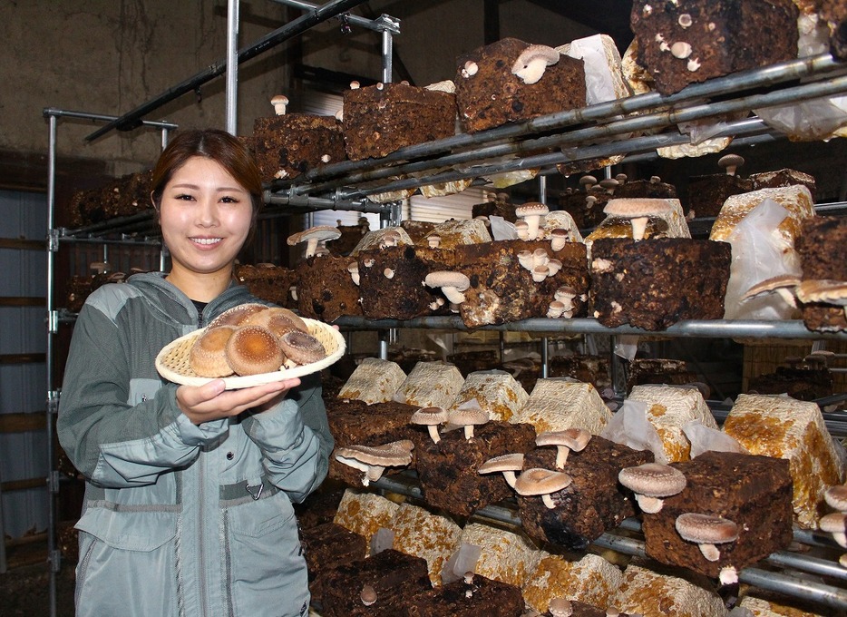 室内でキノコ狩りができる「鯖江隠れ家きのこ」を運営している前田有美さん＝11月11日、福井県鯖江市