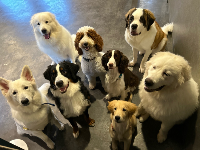 オーナーは大型犬が大好きなブリーダー